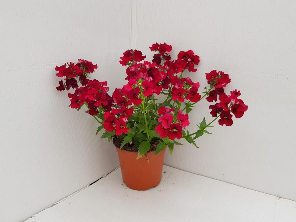 Nemesia hybride rose