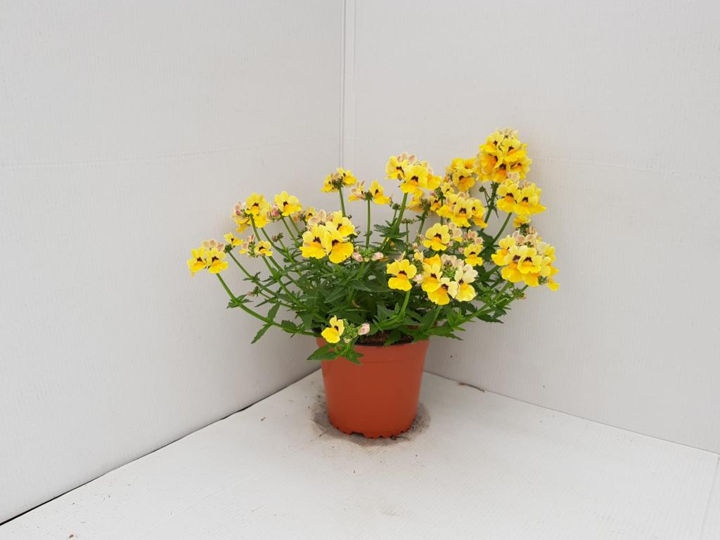 Nemesia hybride jaune