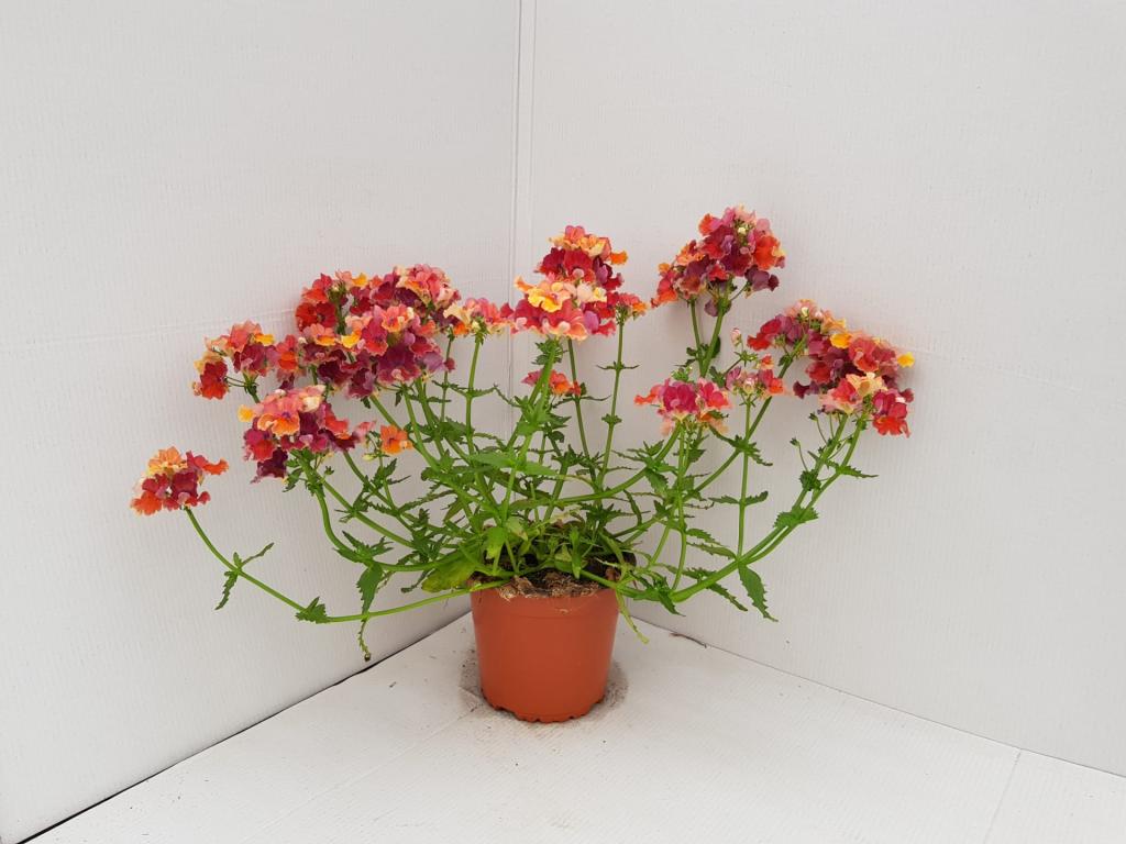 Nemesia hybride orange