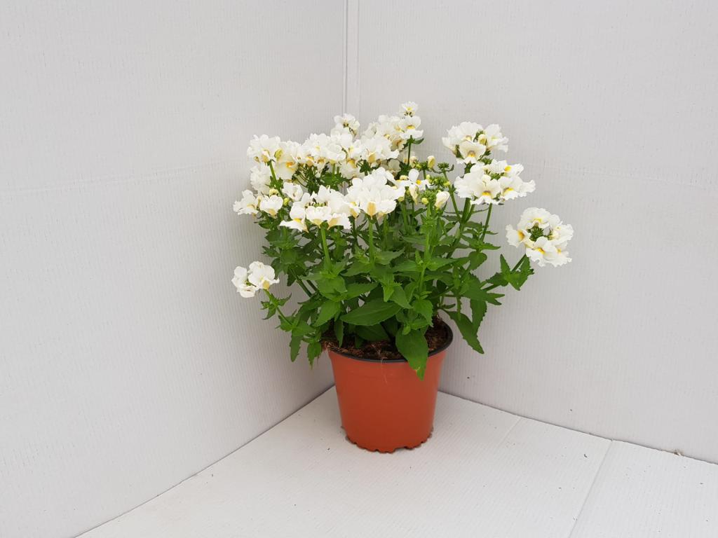 Nemesia hybride blanc