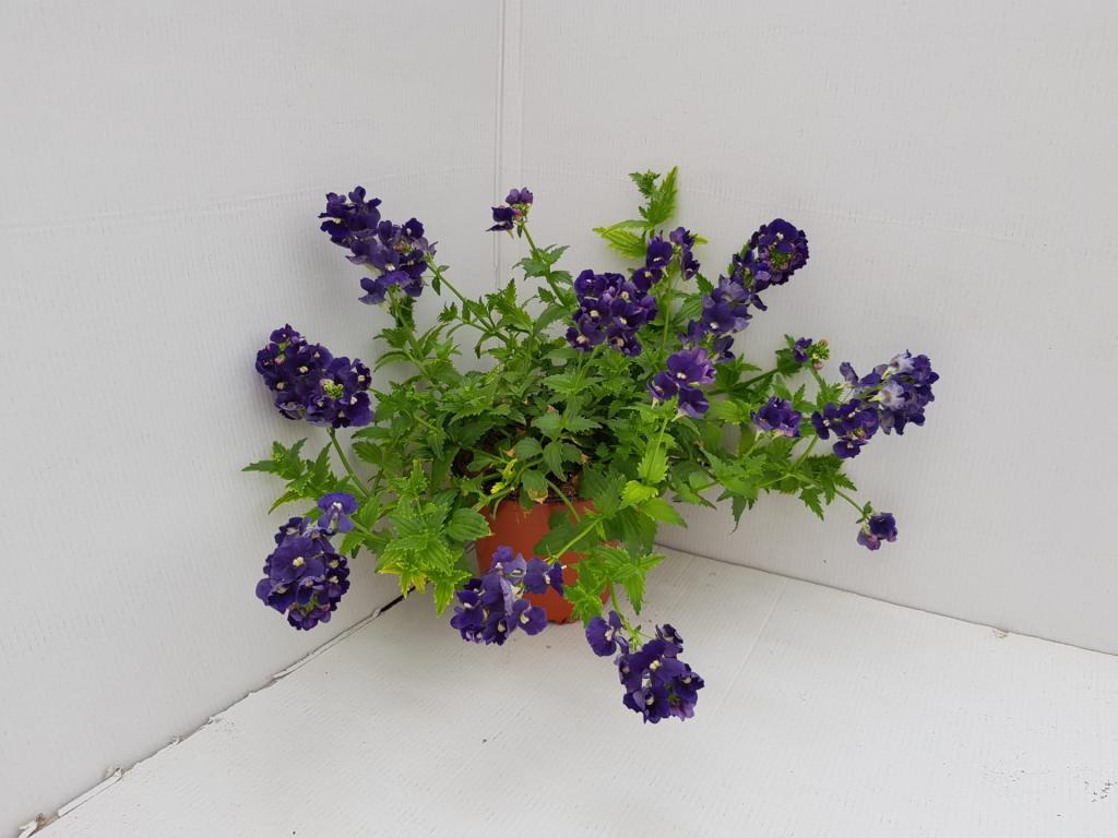Nemesia hybride bleu