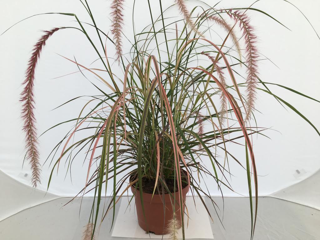 Pennisetum rubrum 19