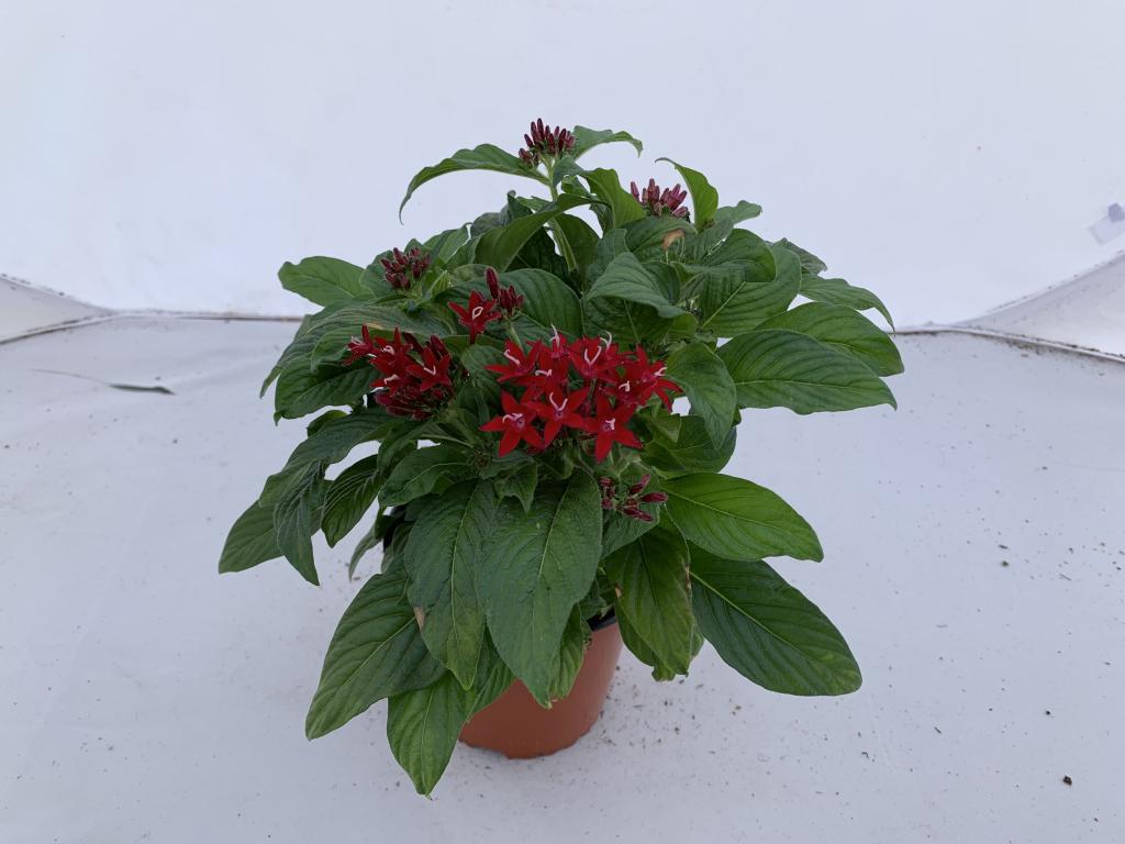 Pentas lanceolata rouge