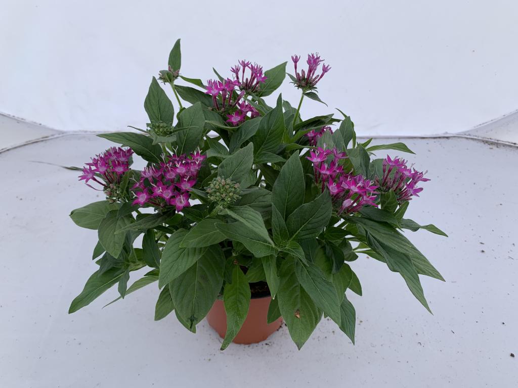 Pentas lanceolata lilac