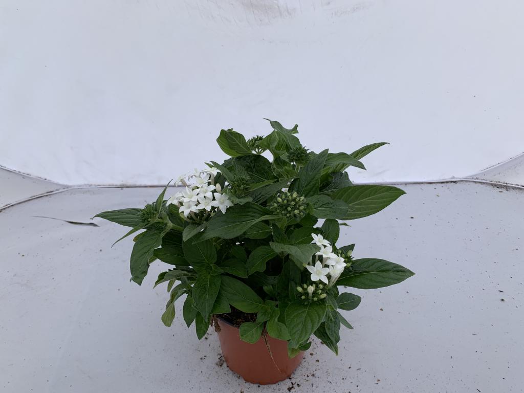 Pentas lanceolata blanc