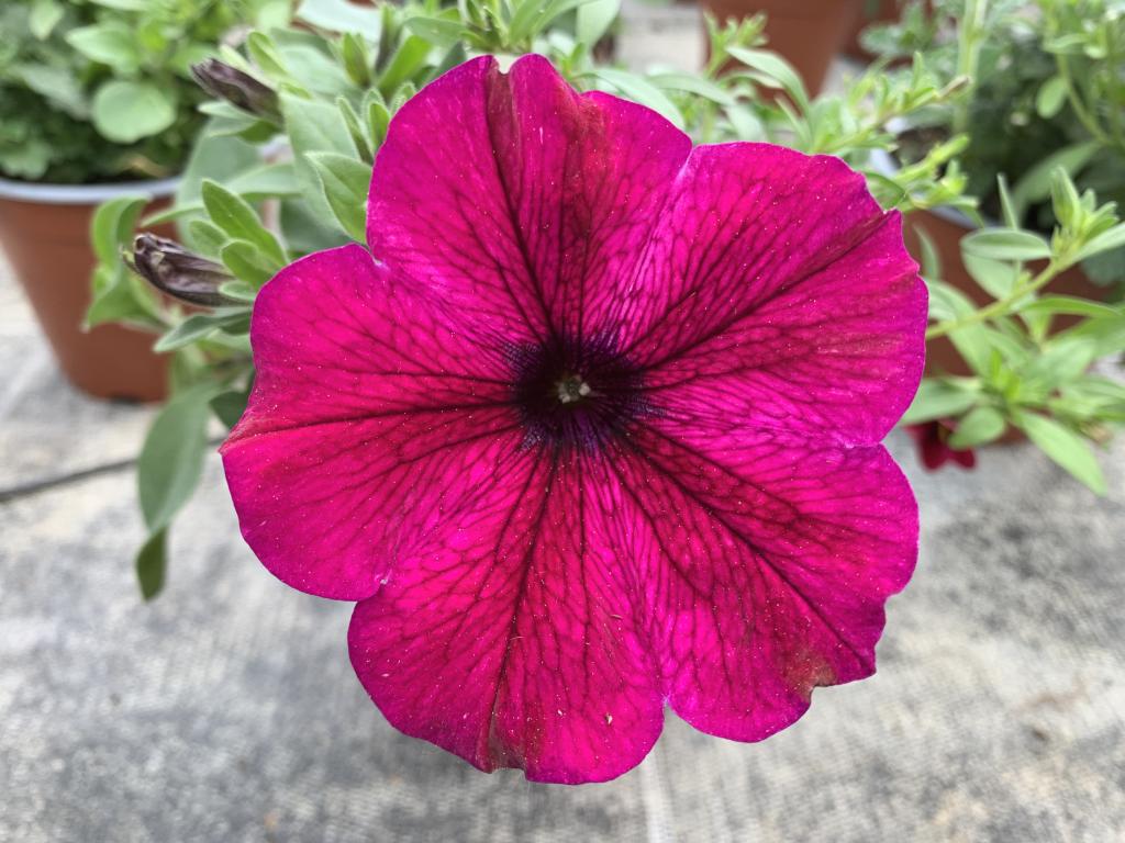 Petunia hybride violet