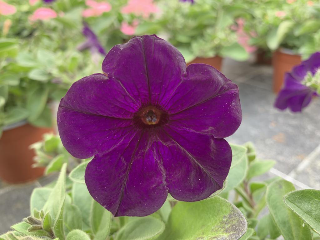 Petunia hybride bleu