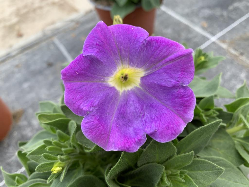 Petunia hybride bleu pâle