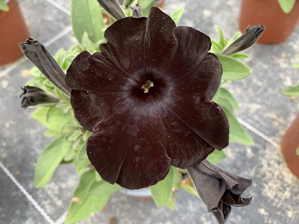Petunia hybride noir