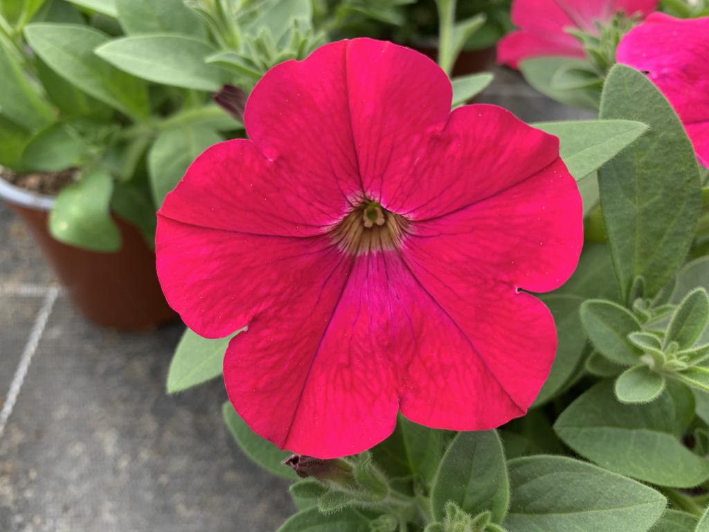 Petunia hybride rose vif