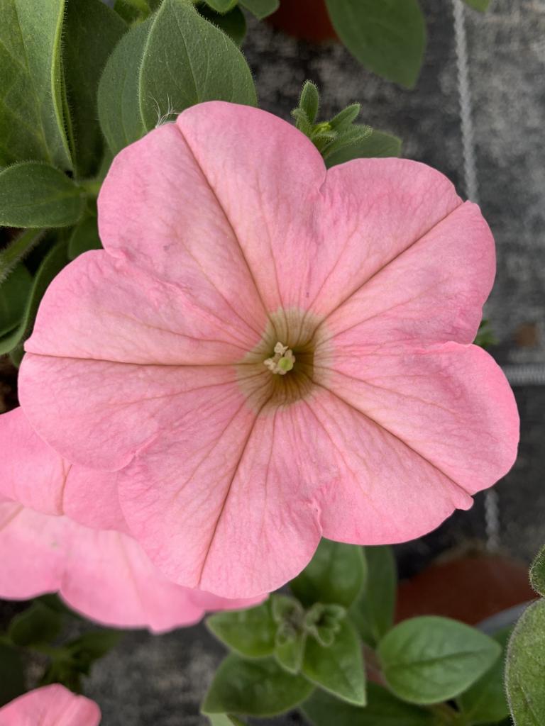 Petunia hybride rose pâle