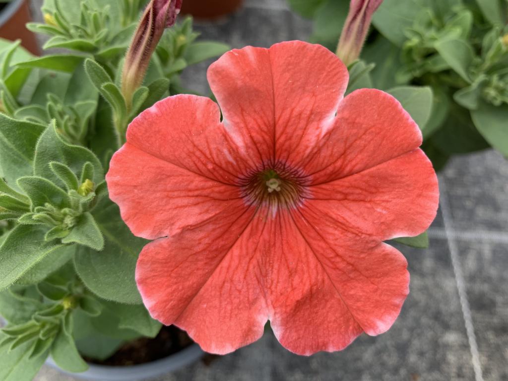Petunia hybride saumon
