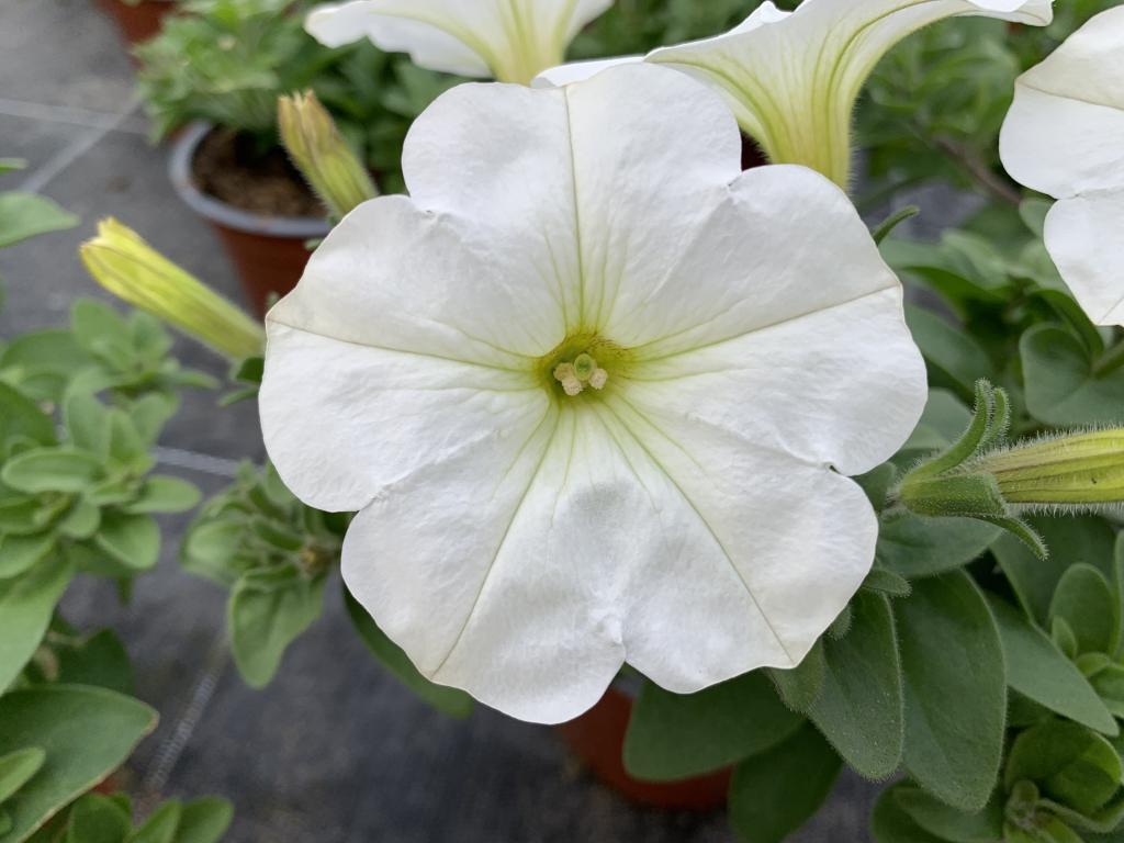 Petunia hybride blanc