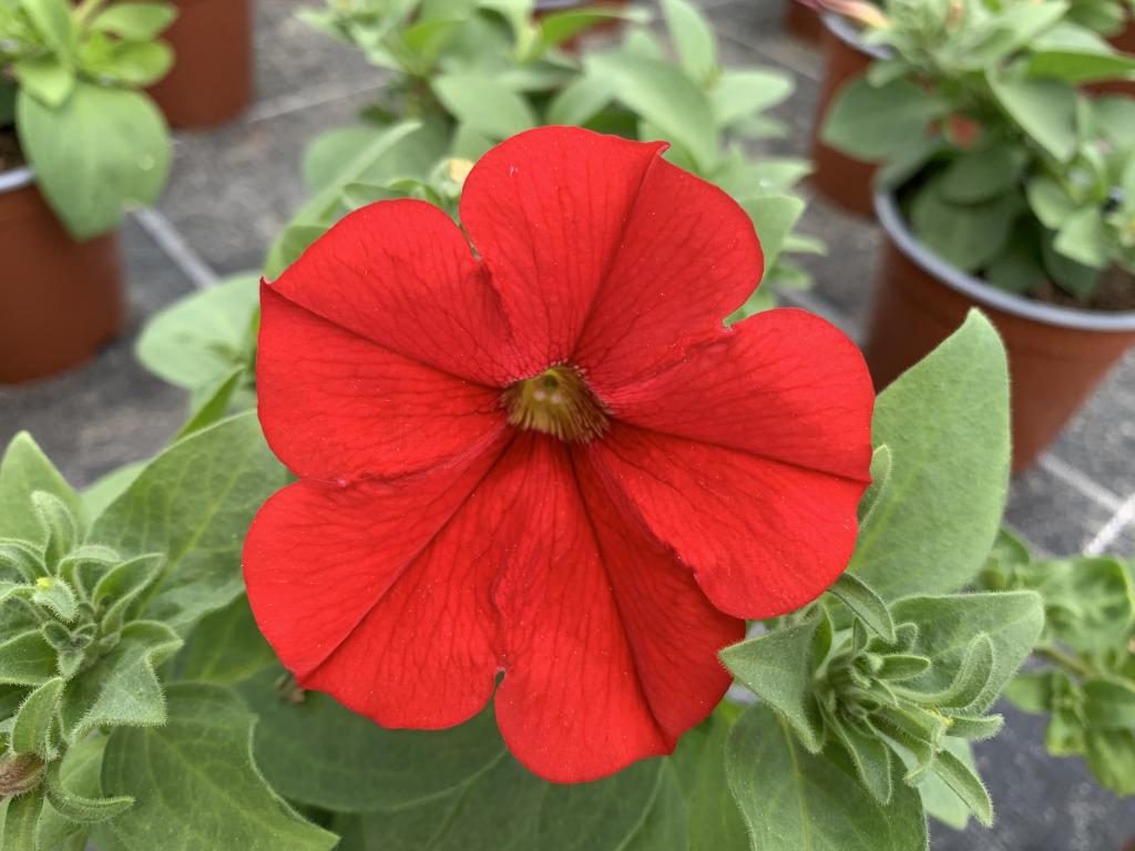 Petunia hybride rouge