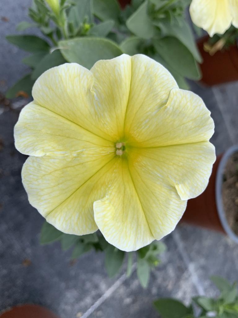 Petunia hybride jaune
