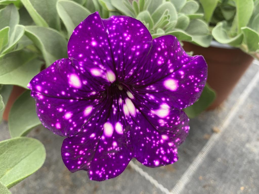 Petunia hybride bleu picoté
