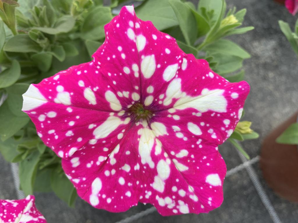 Petunia hybride rose picoté