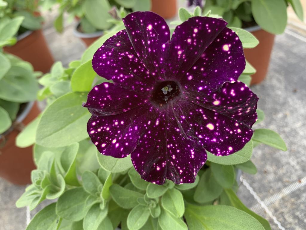 Petunia hybride violet picoté