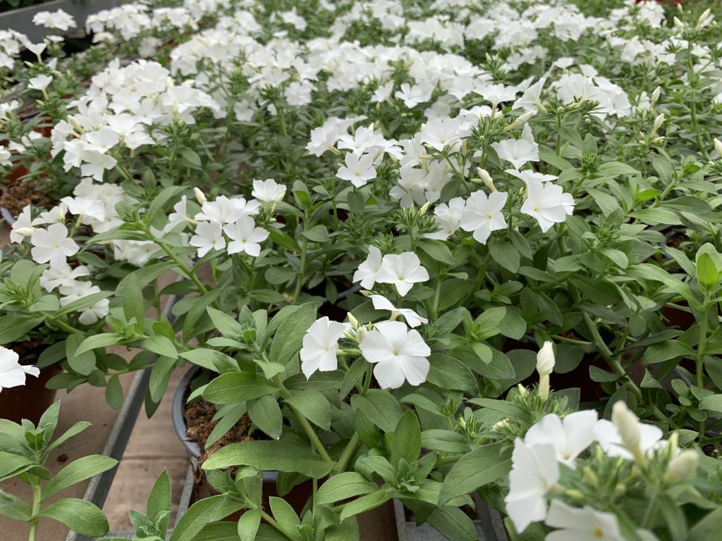 Phlox hybride blanc