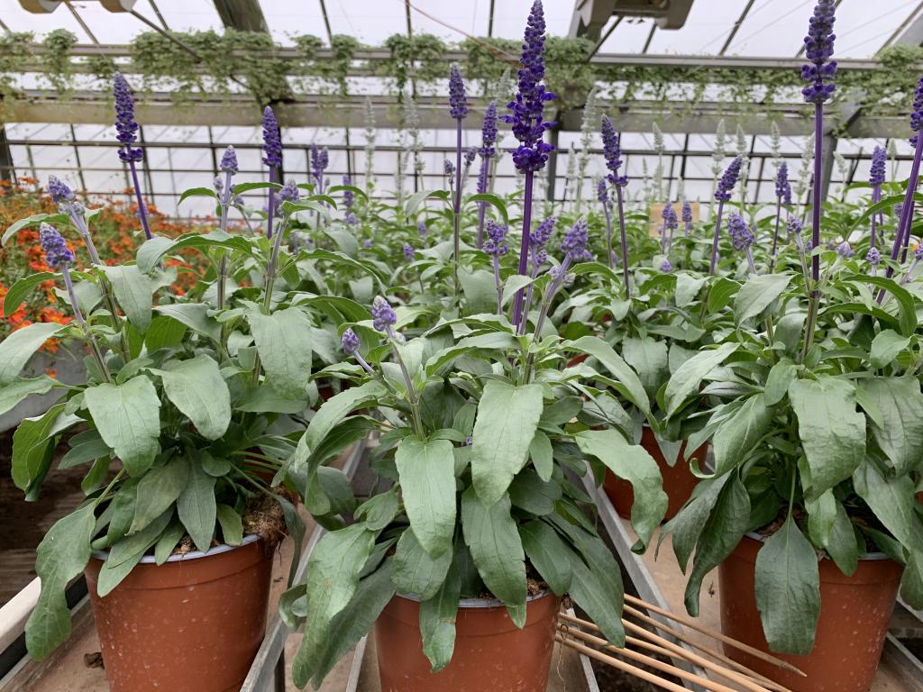 Salvia farinacea bleu