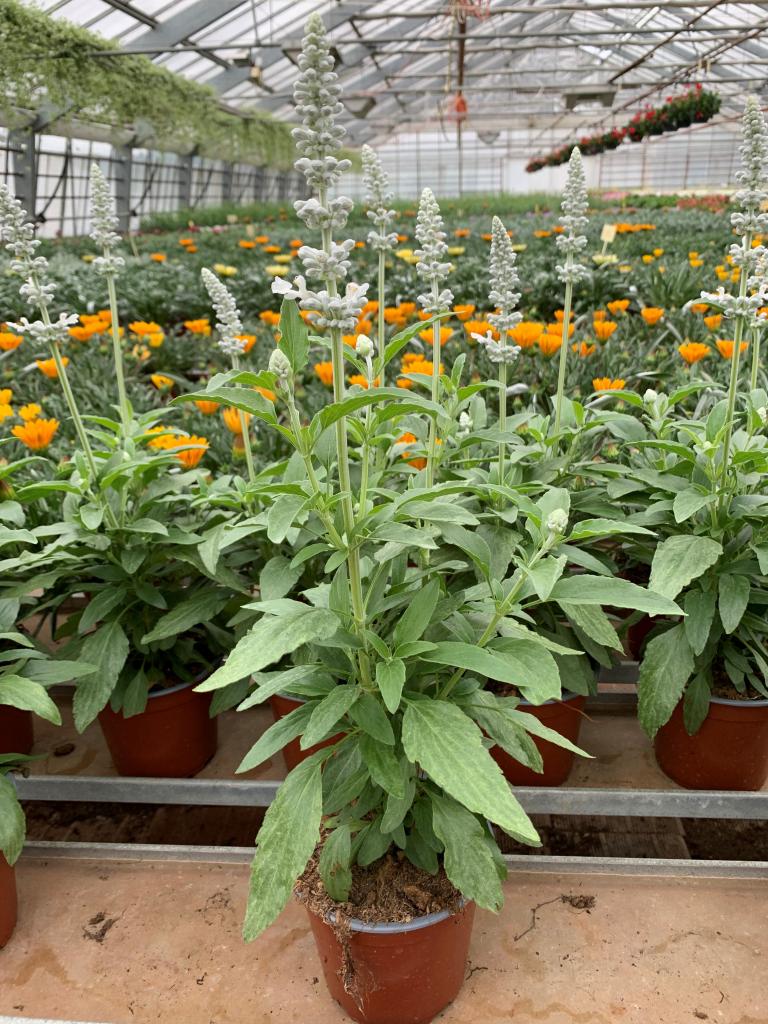 Salvia farinacea blanc