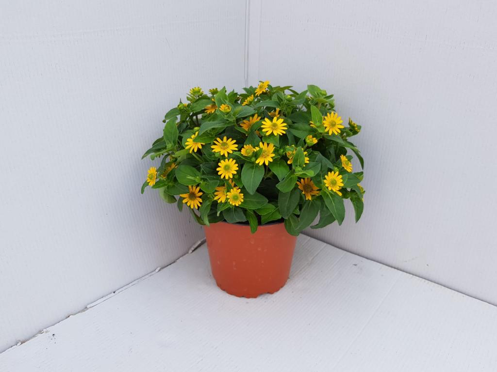 Sanvitalia top procumbens