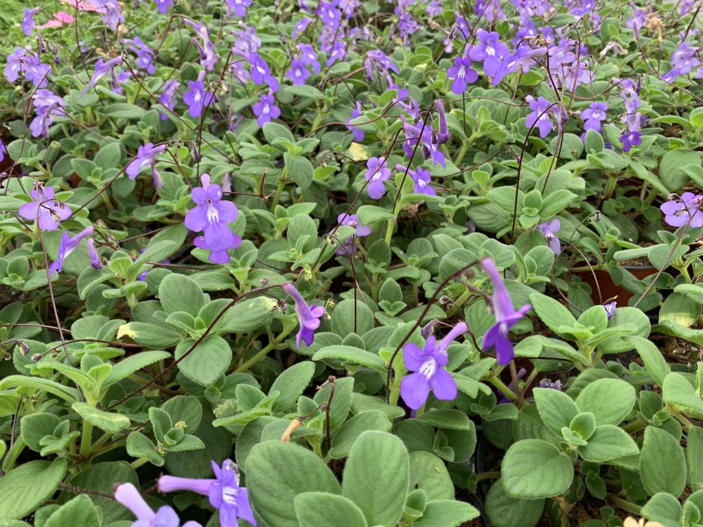 Streptocarpus