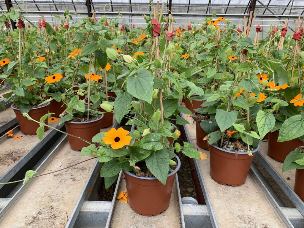Thumbergia alata orange