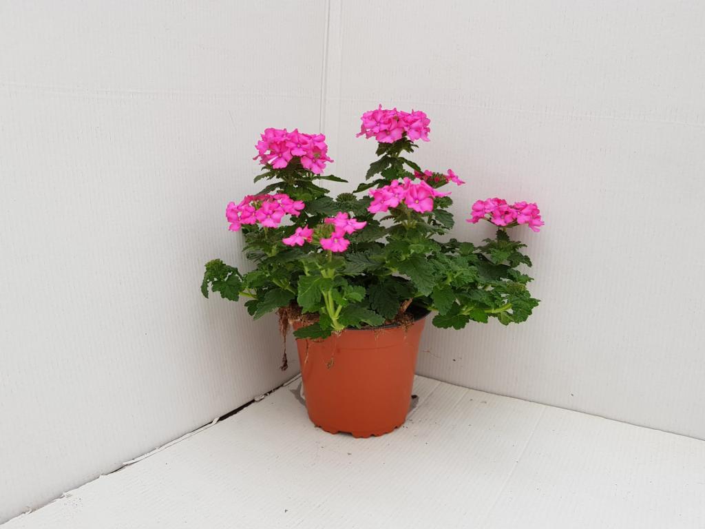 Verbena hybride rose