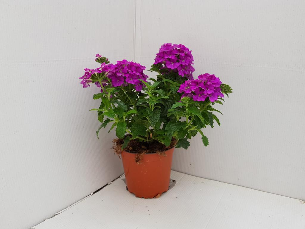 Verbena hybride violet