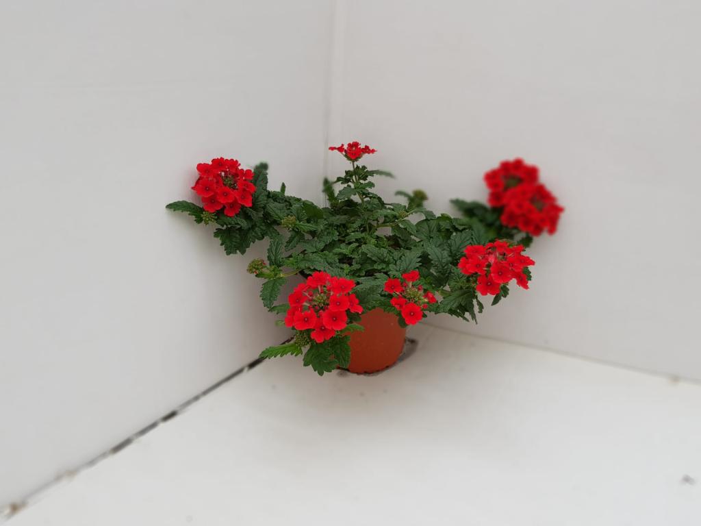 Verbena hybride rouge