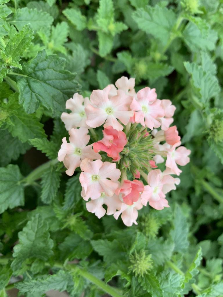 Verbena hybride pêche