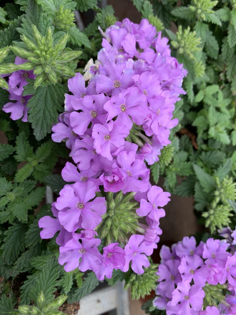 Verbena hybride lavende 
