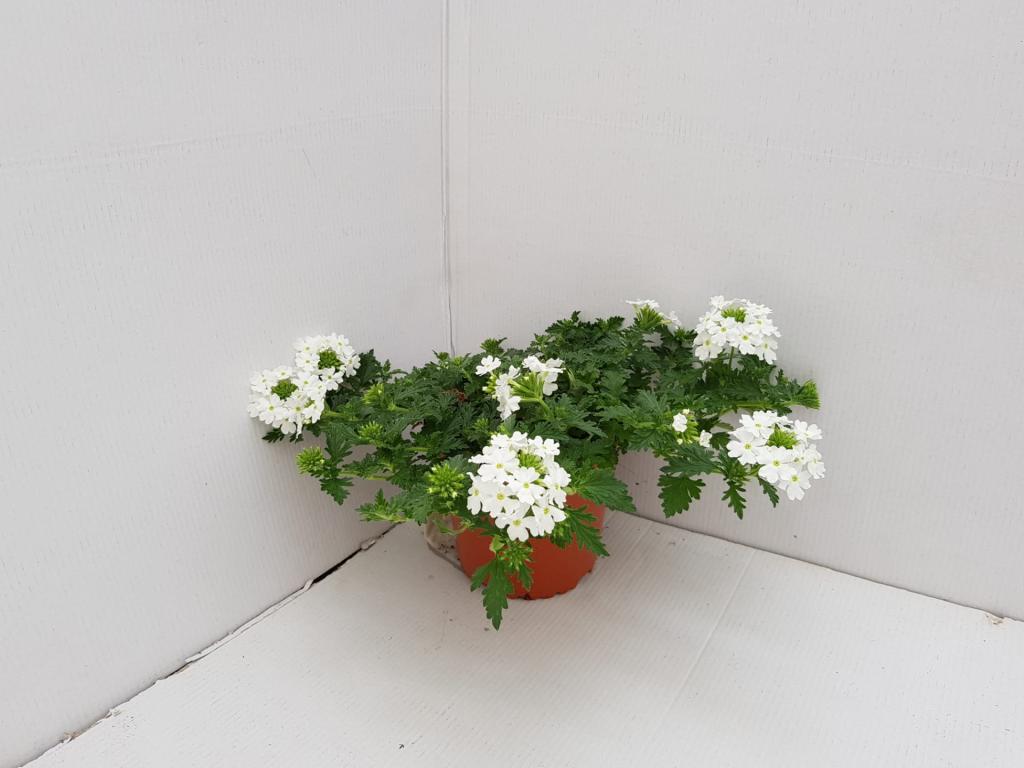 Verbena hybride blanc