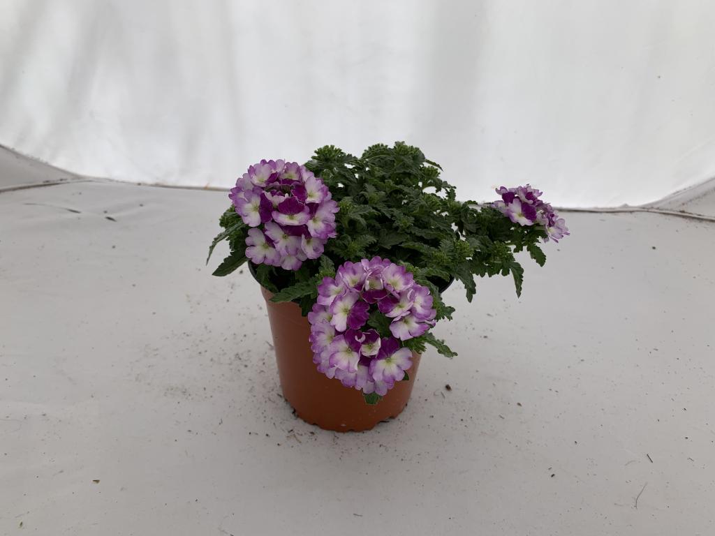 Verbena hybride violet/blanc