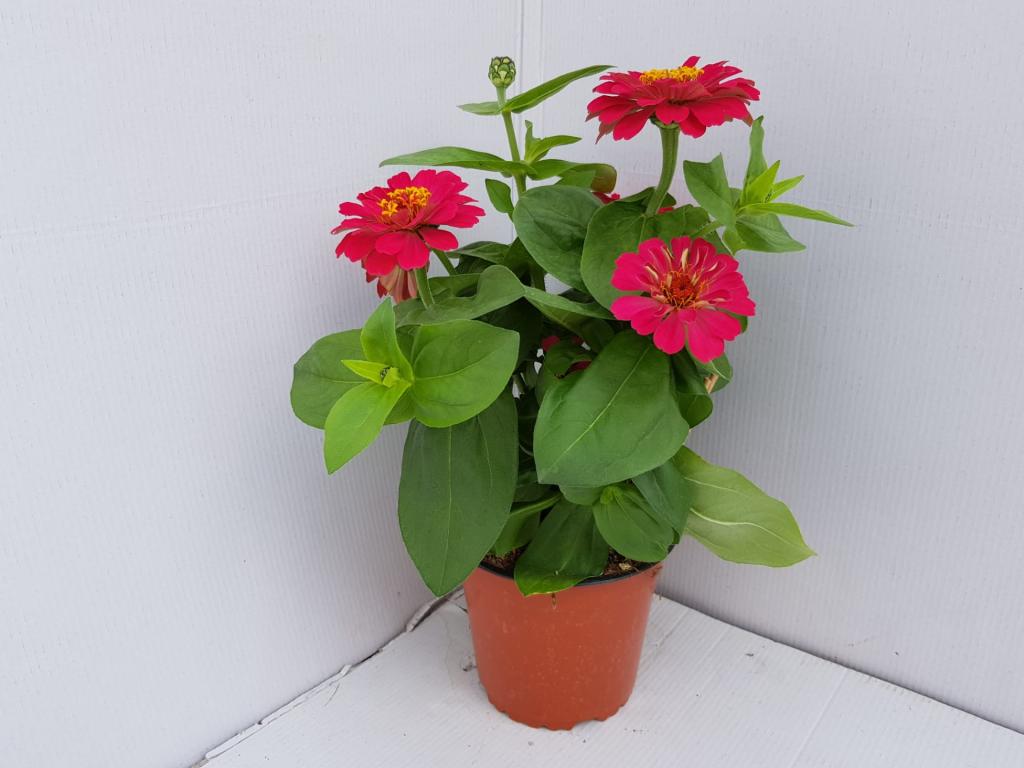 Zinnia elegans