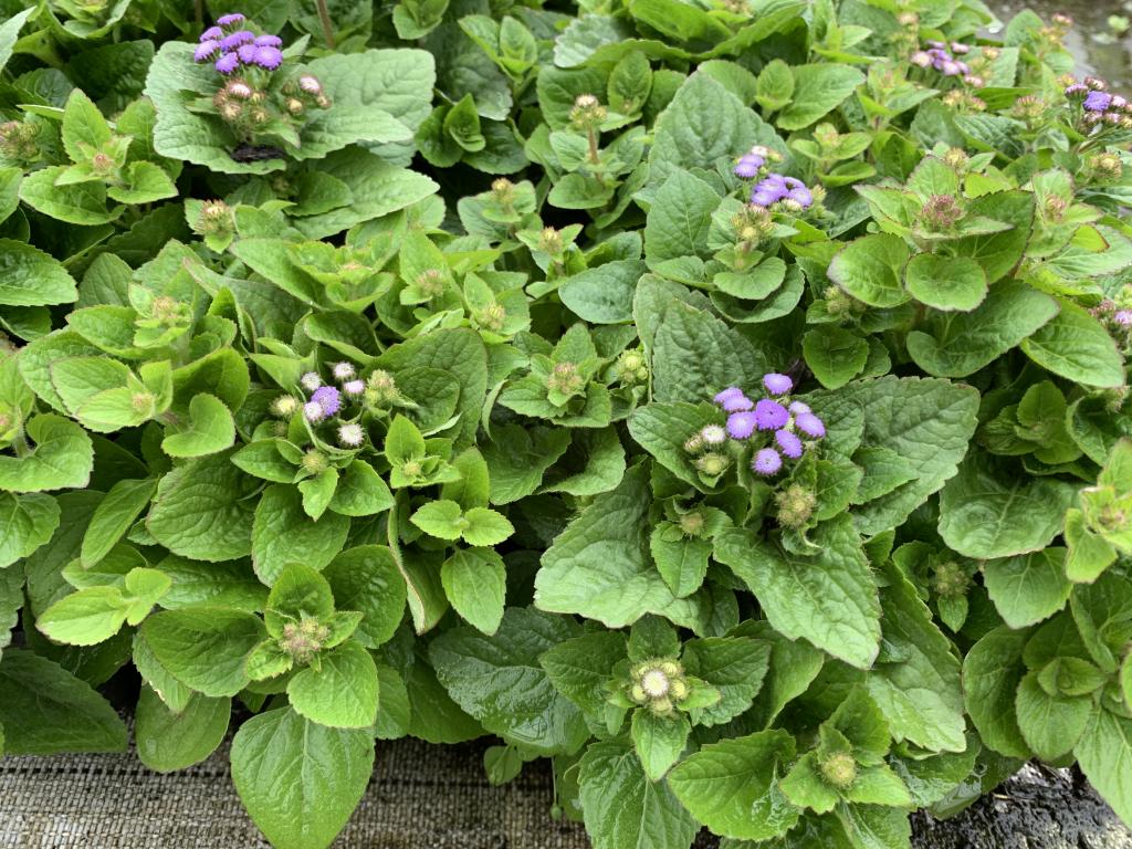 Ageratum houstonianum bq.