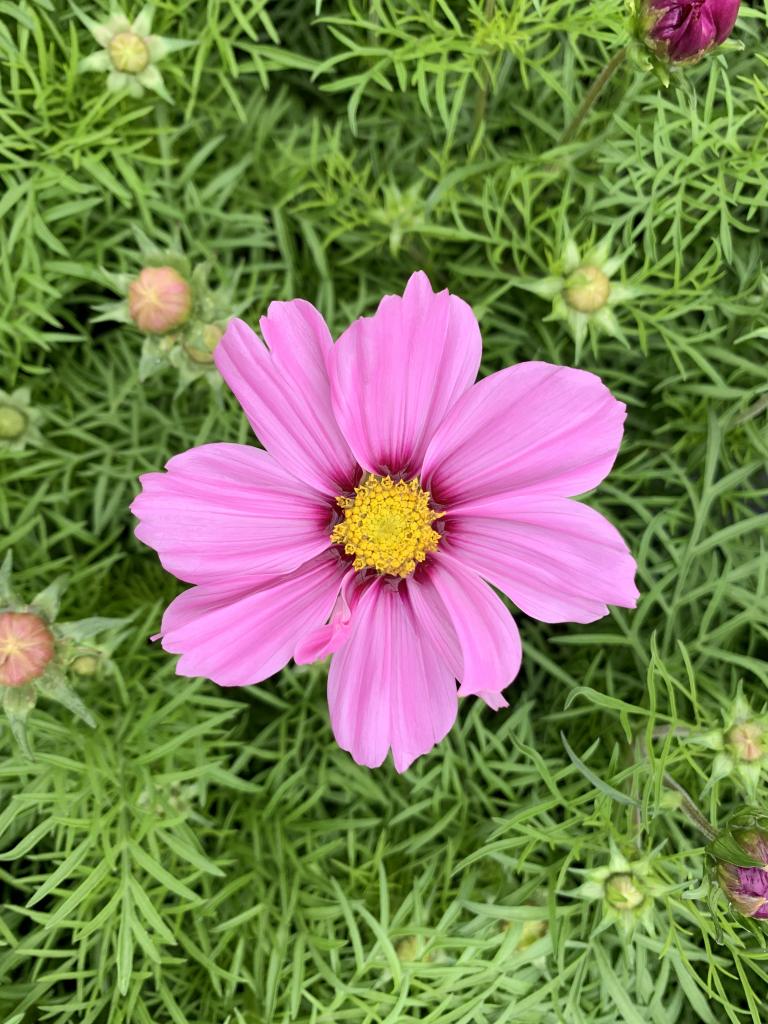 Cosmos bipinatus rose en barquette