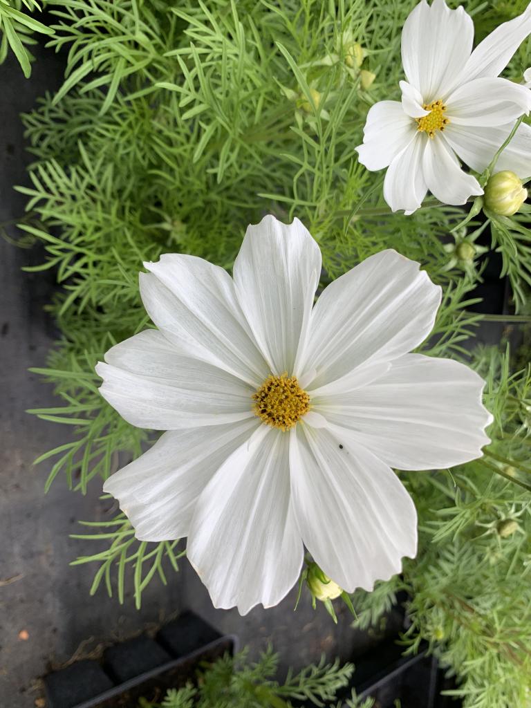 Cosmos bipinatus blanc en barquette