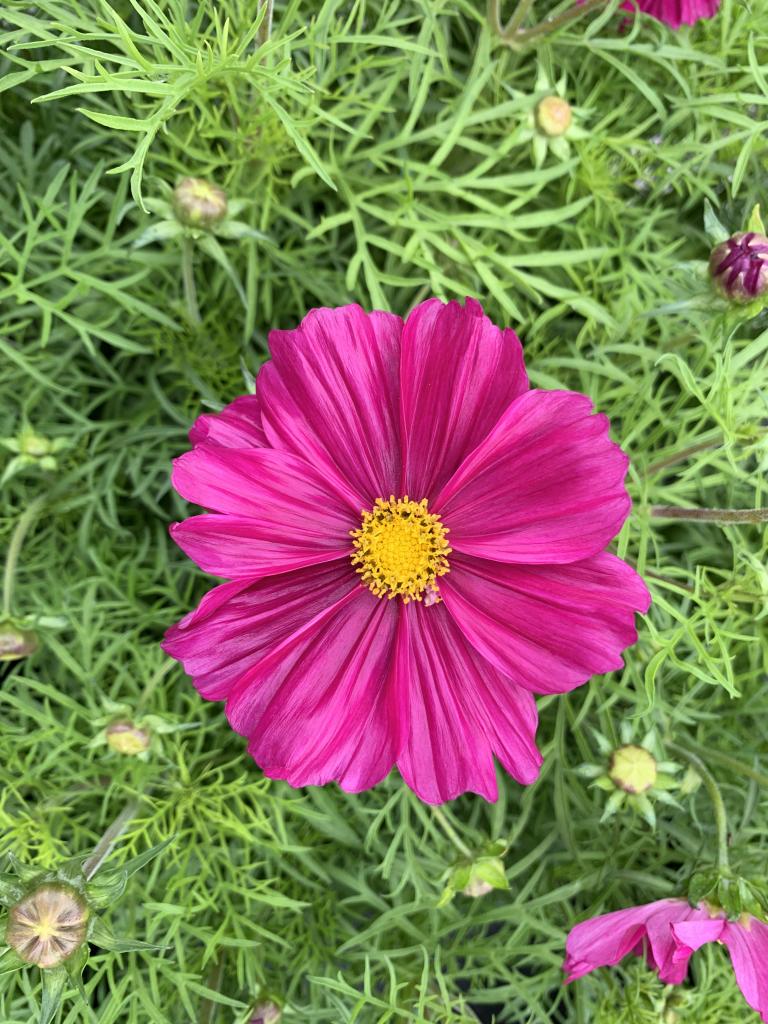 Cosmos bipinatus rouge en barquette
