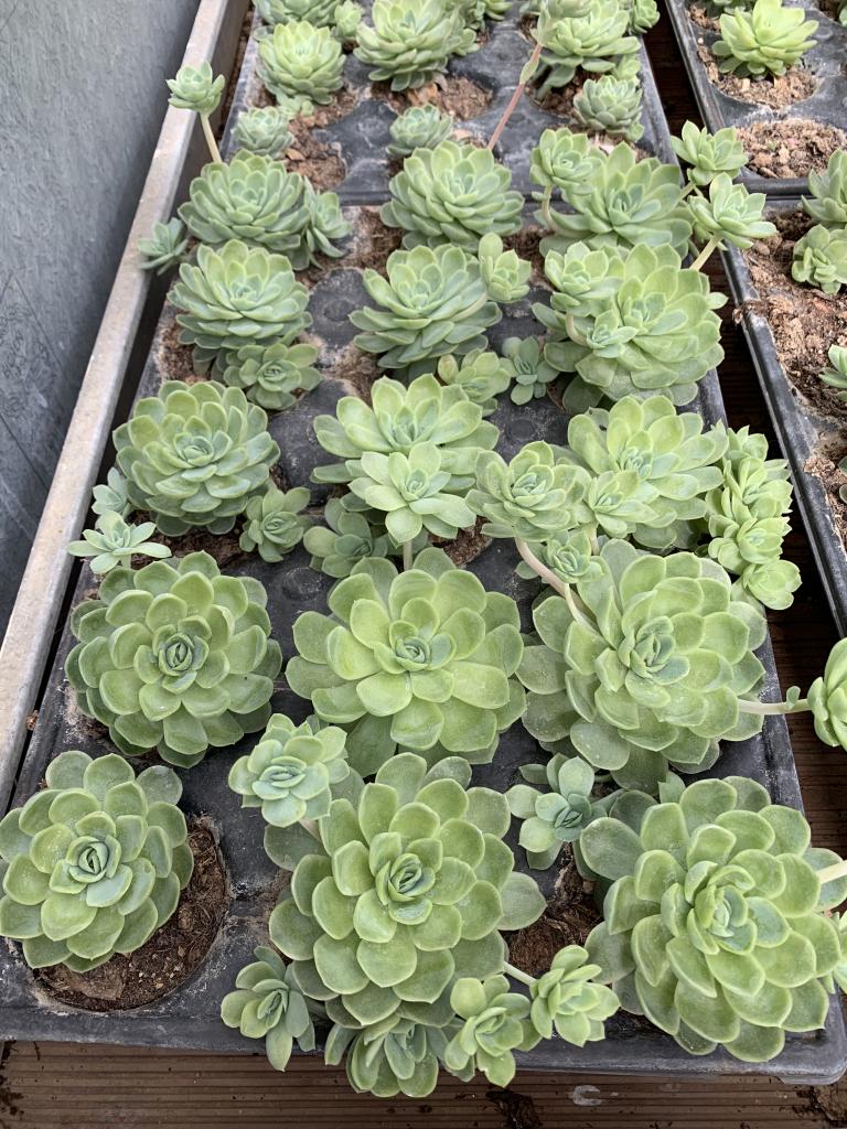 Echeveria Peakoki en PMP 