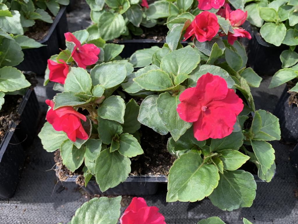 Impatiens walleriana Imara rose en barquette 