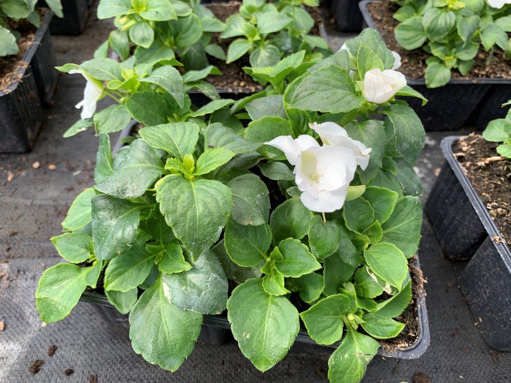 Impatiens walleriana Imara blanc en barquette 