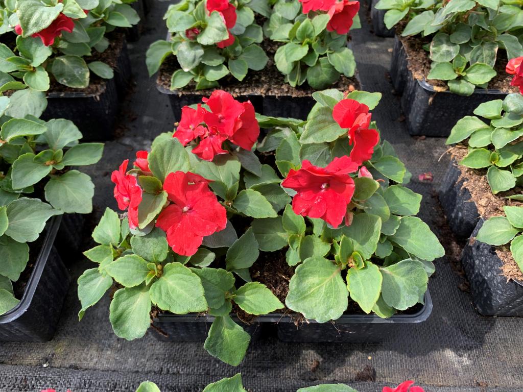 Impatiens walleriana Imara rouge en barquette 