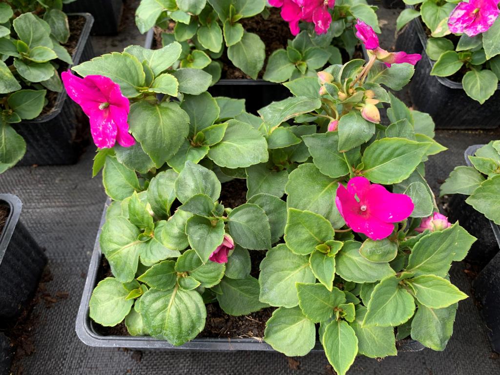 Impatiens walleriana Imara violet en barquette