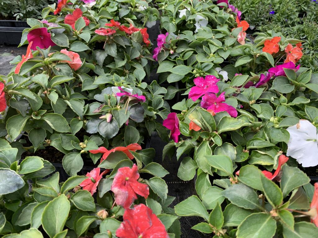 Impatiens walleriana Imara mélange en barquette