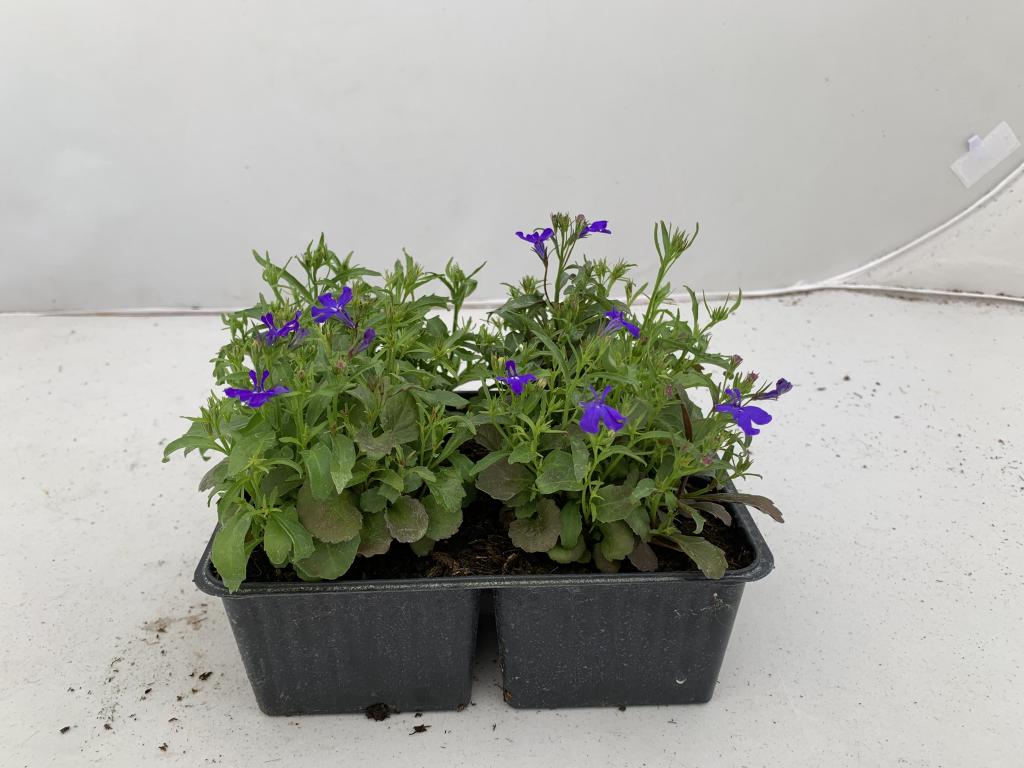 Lobelia erinus bleu en barquette 