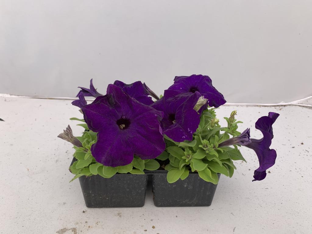 Petunia grandiflora bleu en barquette 