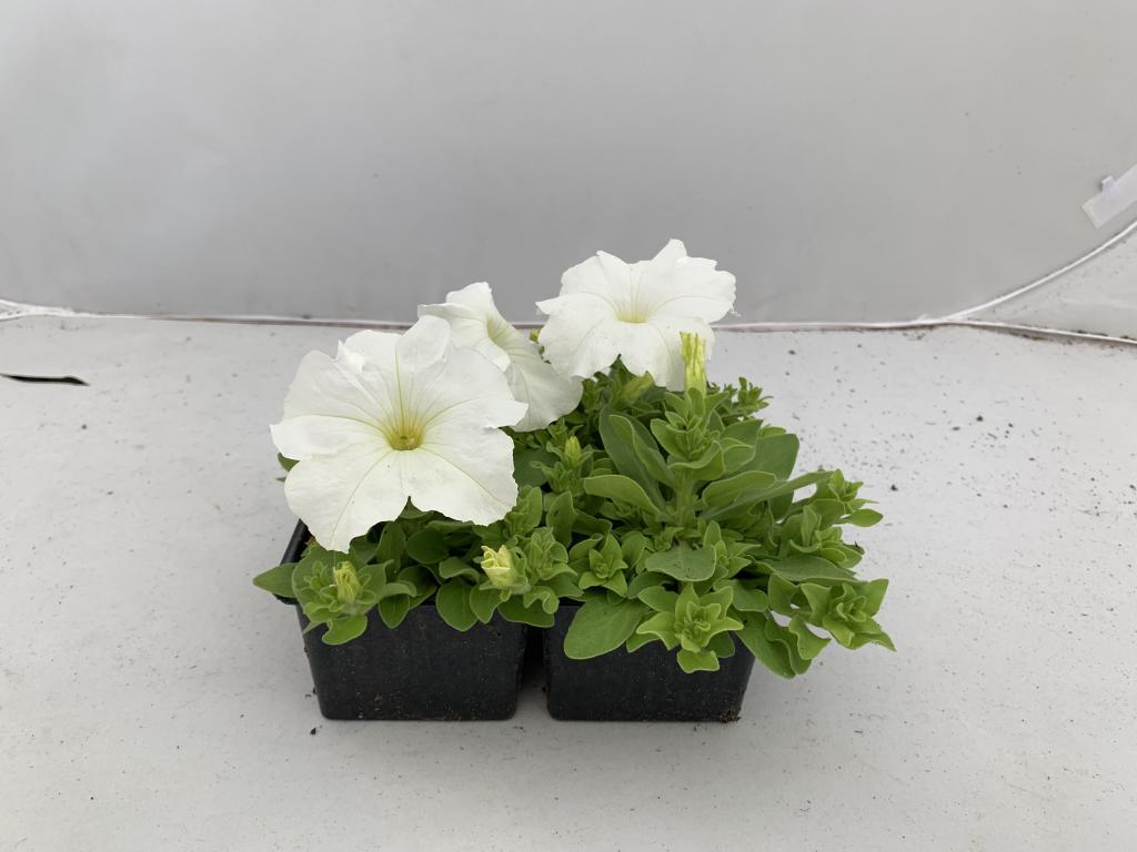 Petunia grandiflora blanc en barquette 