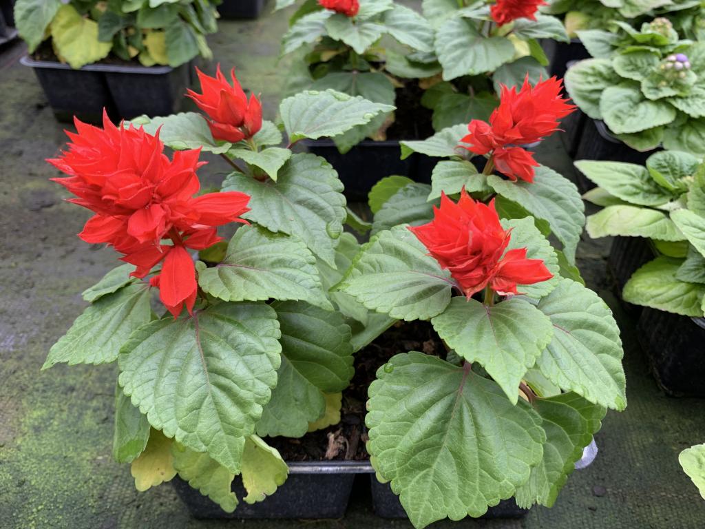 Salvia splendens en barquette